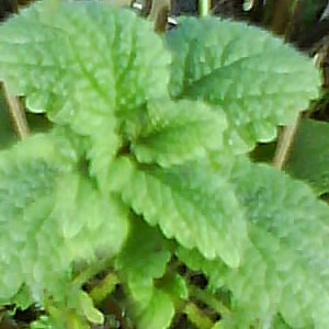 Ananas - Minze [Mentha suaveolens] aus unserem Garten