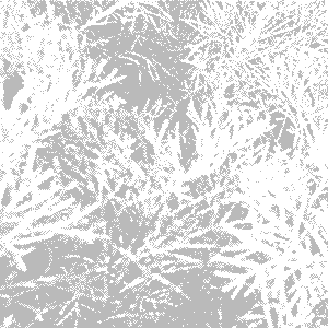 Eberraute [Artemisia abrotanum] aus unserem Garten